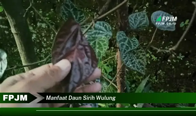 manfaat daun sirih wulung