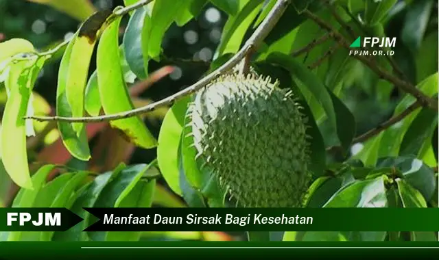 Ketahui 9 Manfaat Daun Sirsak Bagi Kesehatan, 10 Khasiat Luar Biasa untuk Tubuh Anda