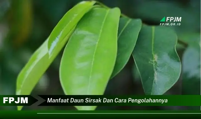 Ketahui 10 Manfaat Daun Sirsak untuk Kesehatan dan Cara Mengolahnya dengan Mudah