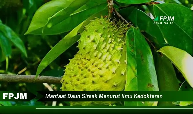 Ketahui 10 Manfaat Daun Sirsak Menurut Ilmu Kedokteran untuk Kesehatan Anda