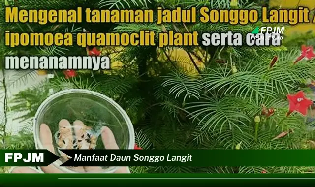 manfaat daun songgo langit