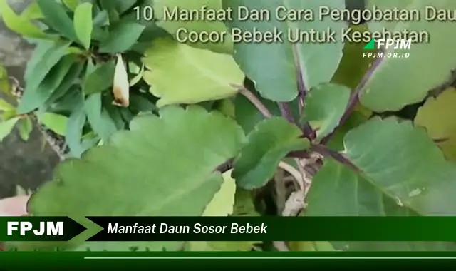 manfaat daun sosor bebek