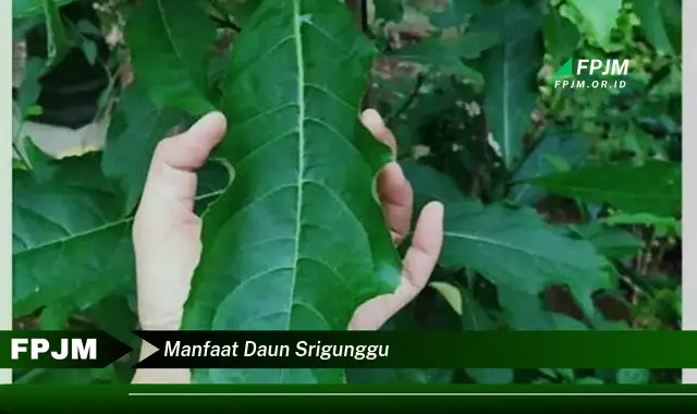 manfaat daun srigunggu