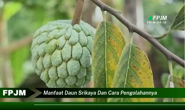 manfaat daun srikaya dan cara pengolahannya