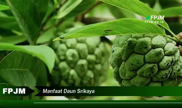 manfaat daun srikaya