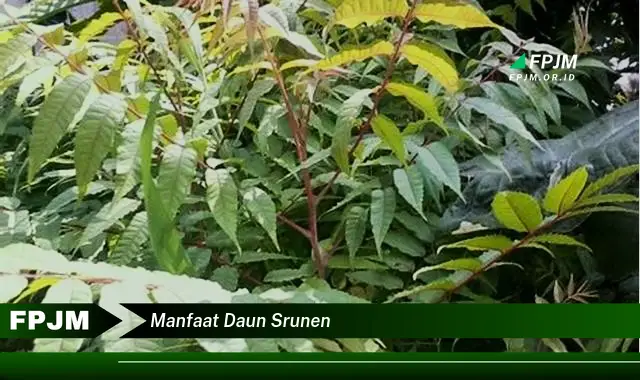 manfaat daun srunen