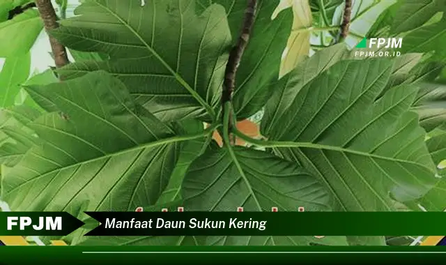 manfaat daun sukun kering