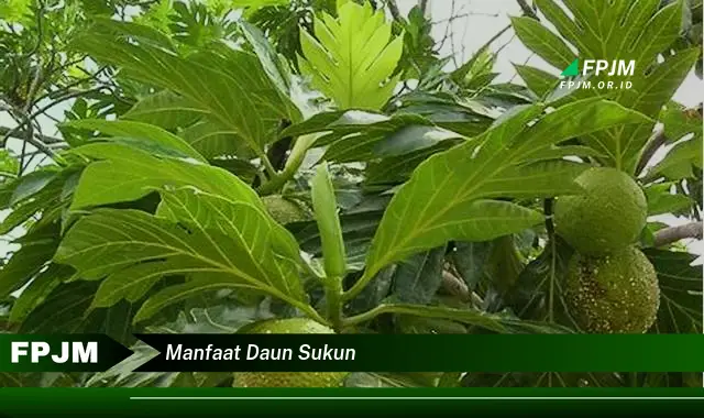 manfaat daun sukun