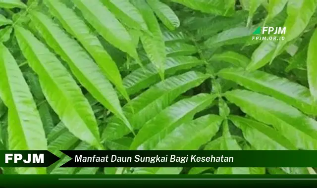 Ketahui 10 Manfaat Daun Sungkai bagi Kesehatan Tubuh Anda Secara Lengkap