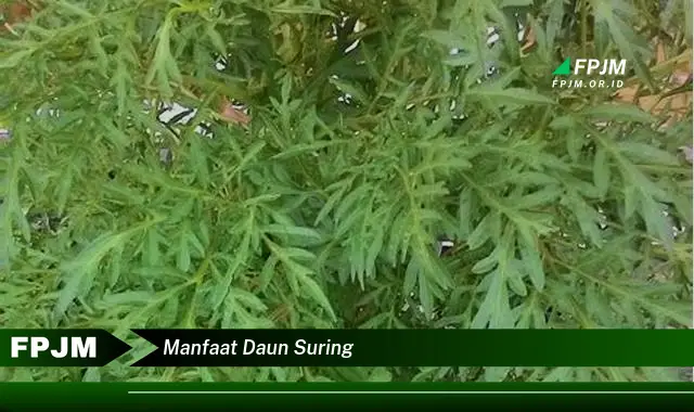 manfaat daun suring