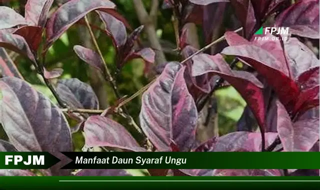 manfaat daun syaraf ungu