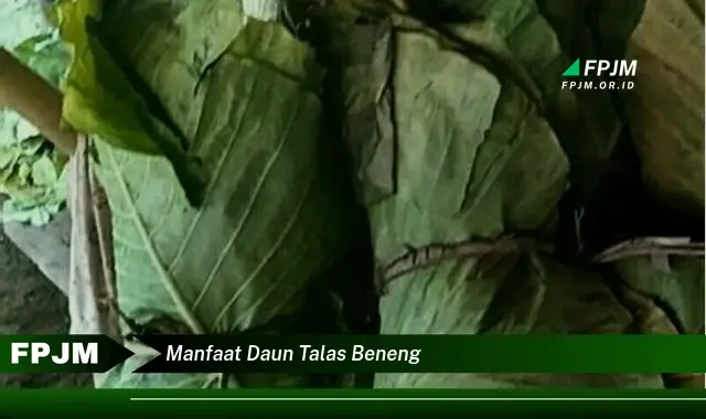 manfaat daun talas beneng