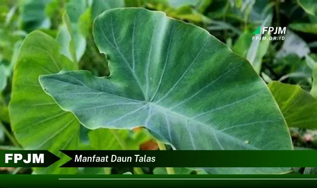 manfaat daun talas