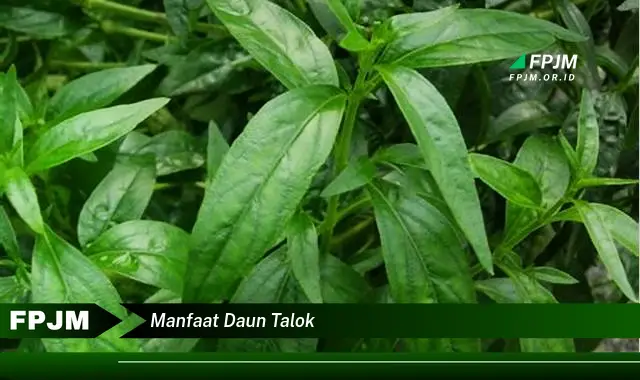 manfaat daun talok