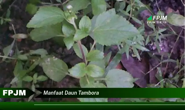 manfaat daun tambora