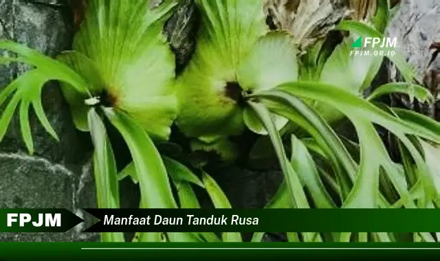 manfaat daun tanduk rusa