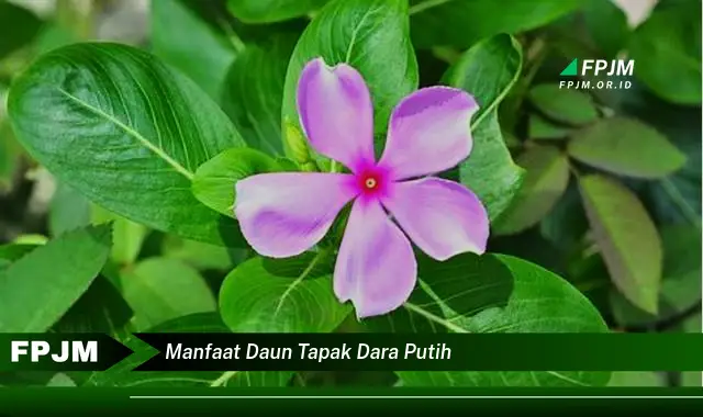 manfaat daun tapak dara putih