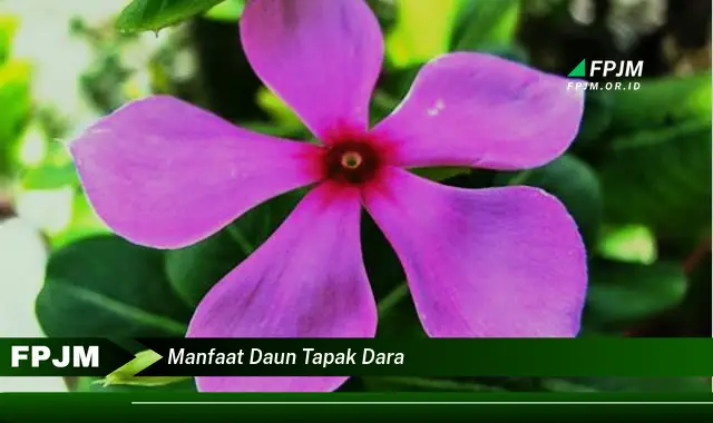 Ketahui 8 Manfaat Daun Tapak Dara untuk Pengobatan Kanker | Efektifkah?