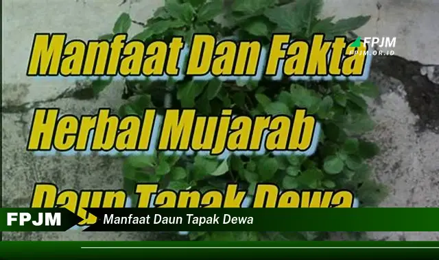 Ketahui 10 Manfaat Daun Tapak Dewa untuk Kesehatan Anda yang Menakjubkan