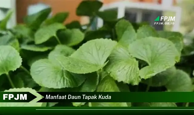 manfaat daun tapak kuda