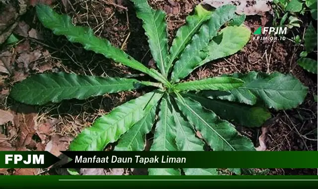 manfaat daun tapak liman