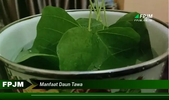 manfaat daun tawa