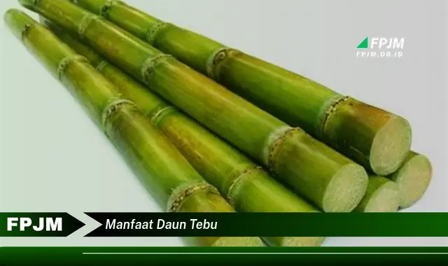 manfaat daun tebu