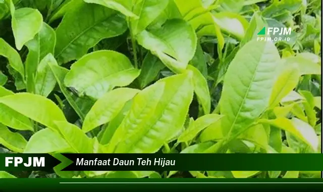 manfaat daun teh hijau