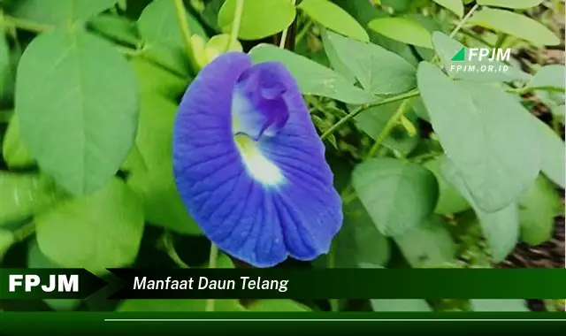 manfaat daun telang