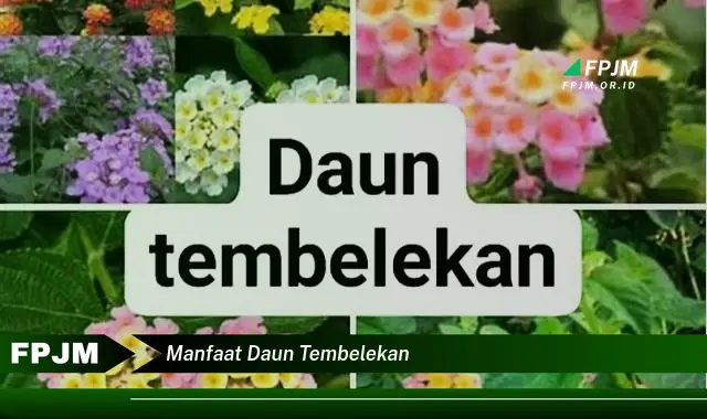 manfaat daun tembelekan