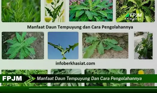 Ketahui 8 Manfaat Daun Tempuyung untuk Kesehatan dan Cara Mengolahnya dengan Mudah