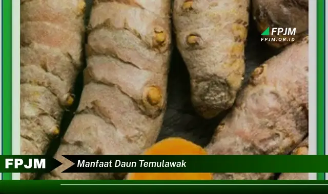 manfaat daun temulawak