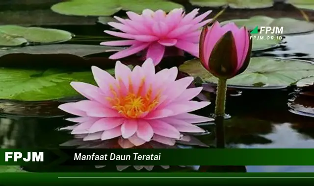 manfaat daun teratai