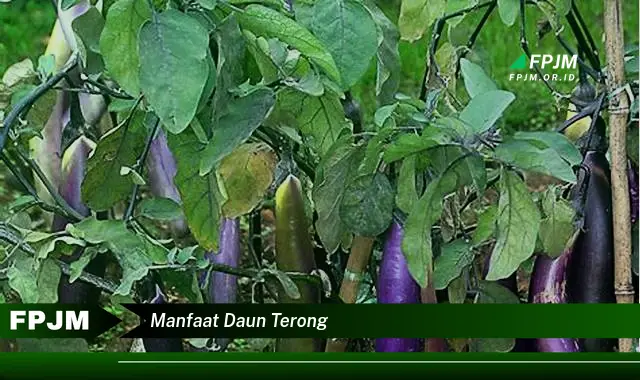 manfaat daun terong