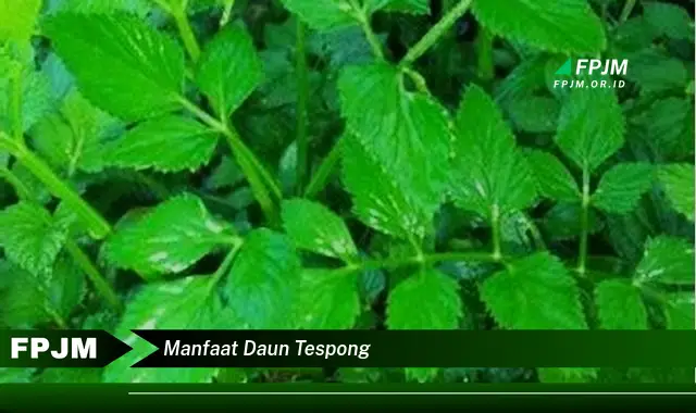 manfaat daun tespong