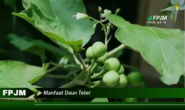 manfaat daun teter