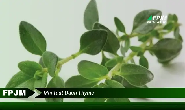 Ketahui 10 Manfaat Daun Thyme untuk Masakan Anda, Aroma, Rasa, dan Kesehatan