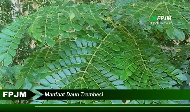 manfaat daun trembesi