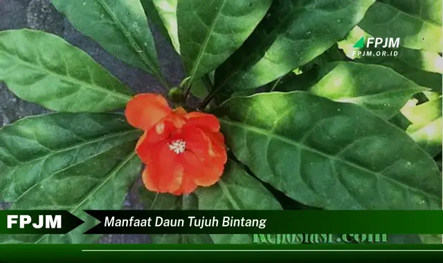 manfaat daun tujuh bintang