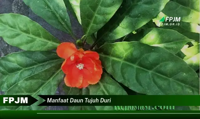 manfaat daun tujuh duri