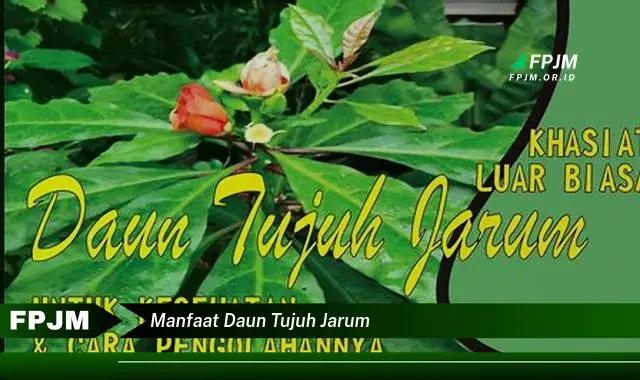 manfaat daun tujuh jarum