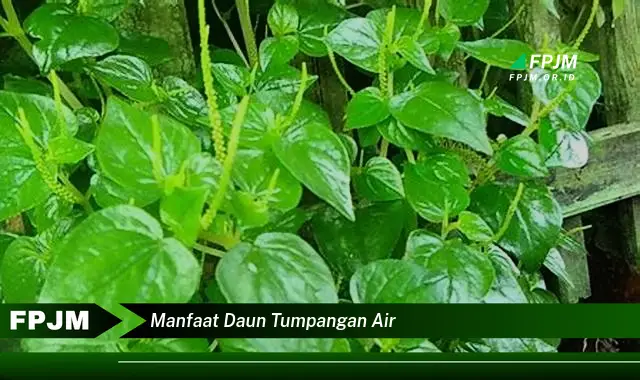 Ketahui 9 Manfaat Daun Tumpangan Air untuk Kesehatan Anda