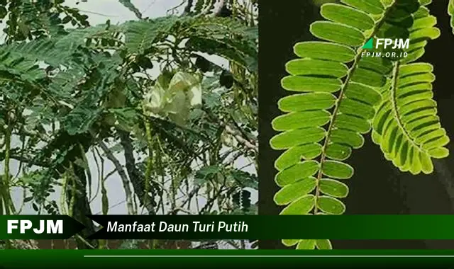 manfaat daun turi putih