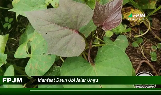 Ketahui 10 Manfaat Daun Ubi Jalar Ungu untuk Kesehatan Anda