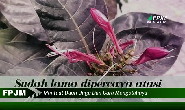 manfaat daun ungu dan cara mengolahnya