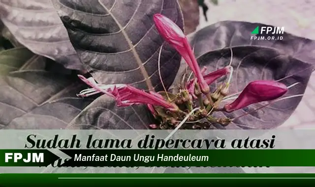 Ketahui 10 Manfaat Daun Ungu Handeuleum untuk Kesehatan Anda