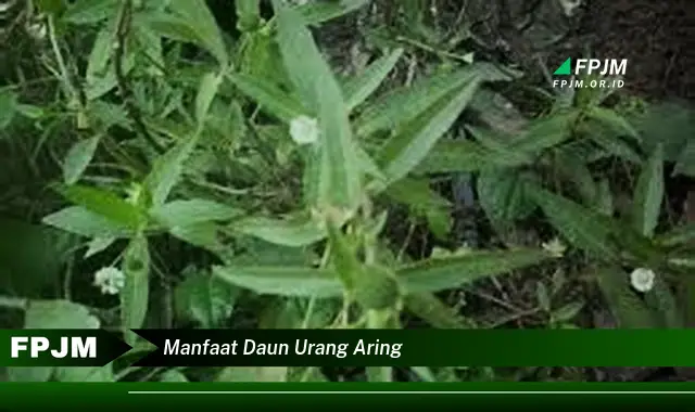 manfaat daun urang aring