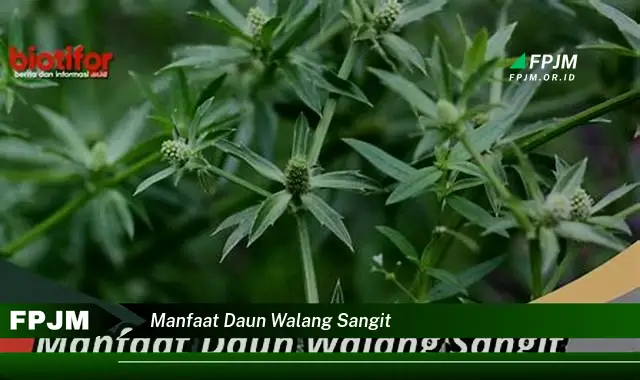 manfaat daun walang sangit