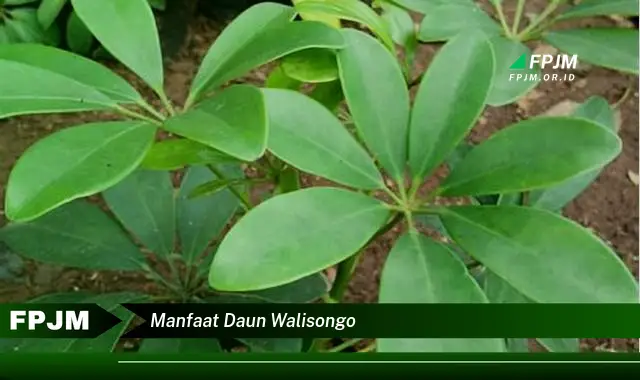 manfaat daun walisongo