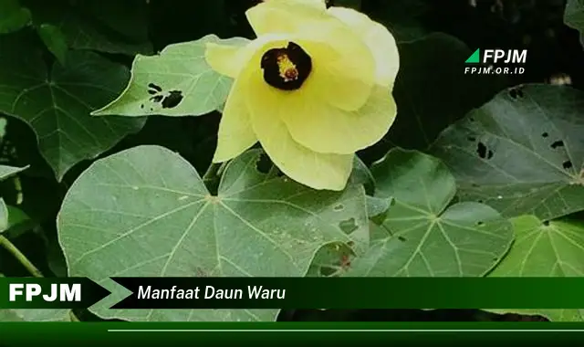 manfaat daun waru